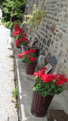 pelargoniums at the Mill