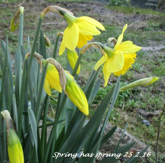 Spring has sprung 25.2.16