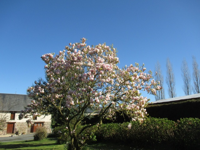 magnolia 13.4.16